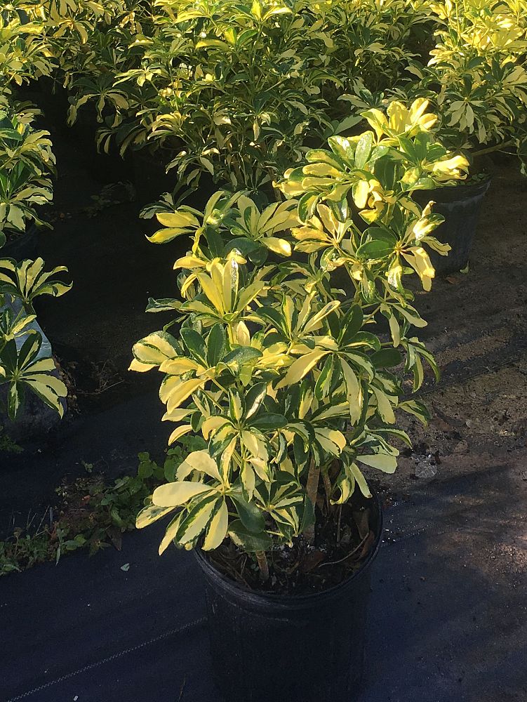 schefflera-arboricola-trinette-umbrella-tree