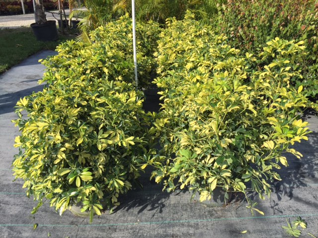schefflera-arboricola-trinette-umbrella-tree