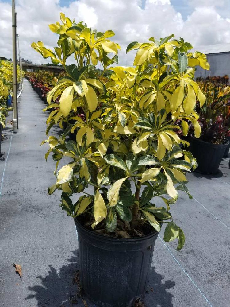 schefflera-arboricola-trinette-umbrella-tree