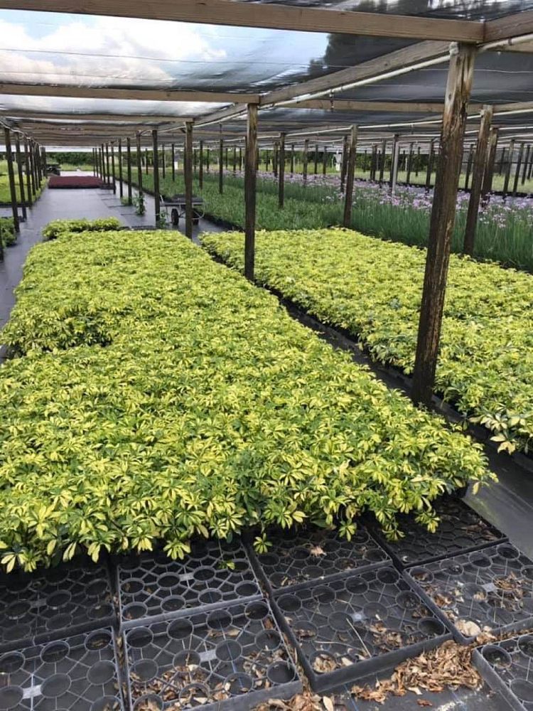 schefflera-arboricola-trinette-umbrella-tree