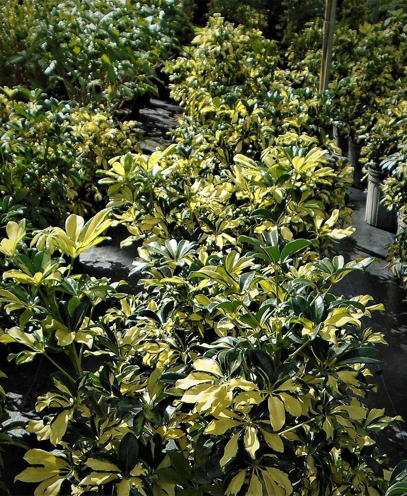 schefflera-arboricola-trinette-umbrella-tree