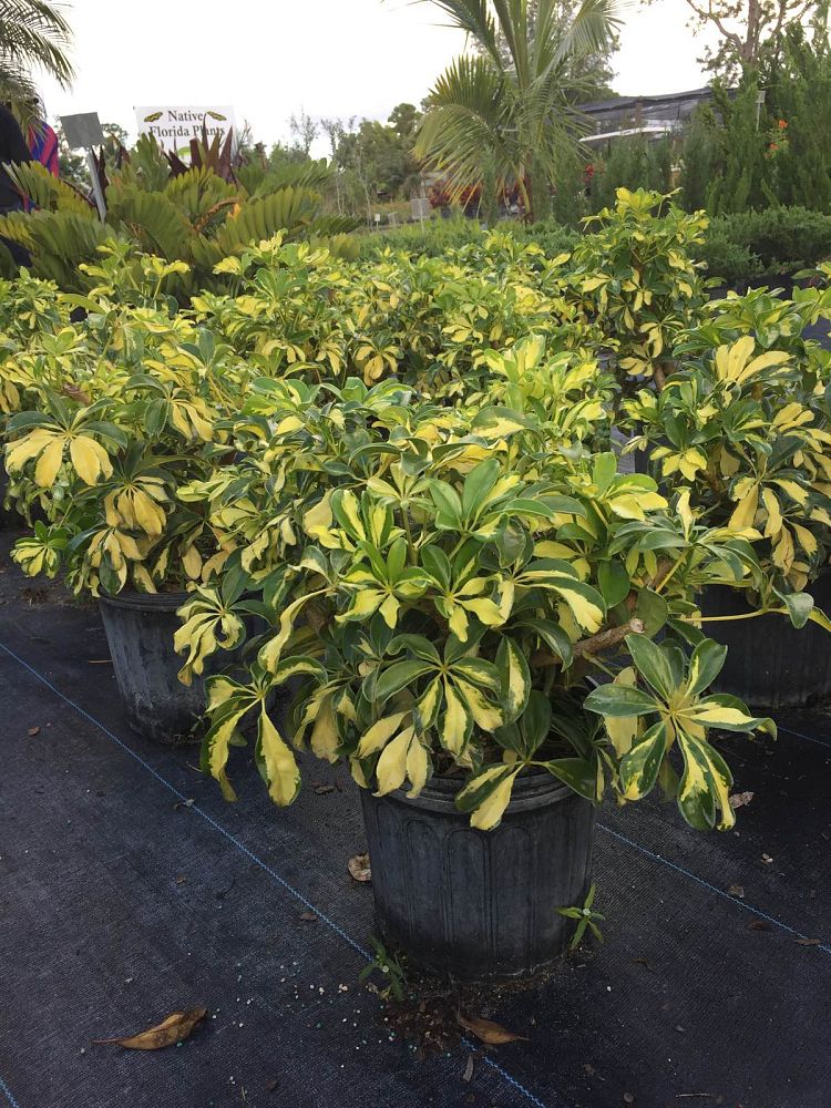 schefflera-arboricola-trinette-umbrella-tree
