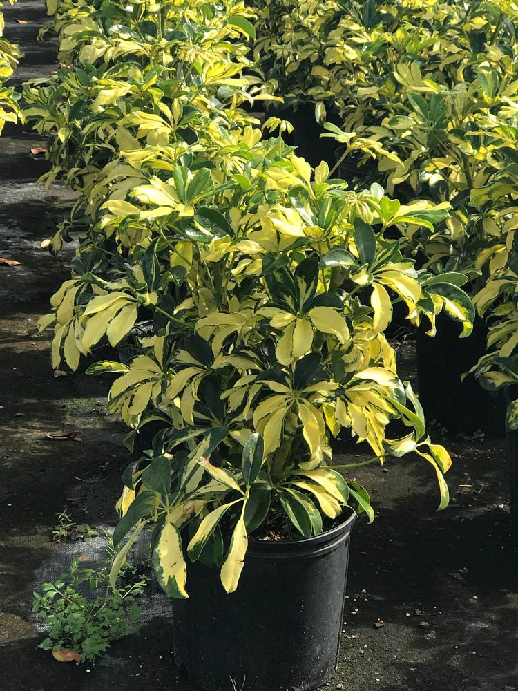 schefflera-arboricola-trinette-umbrella-tree