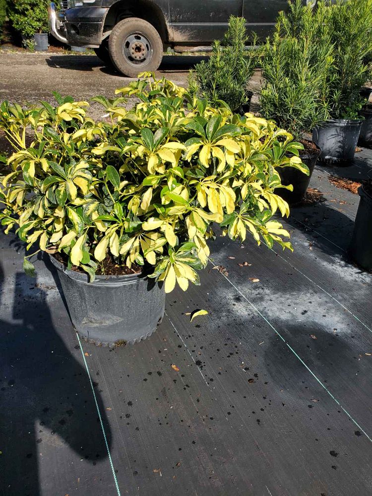 schefflera-arboricola-trinette-umbrella-tree