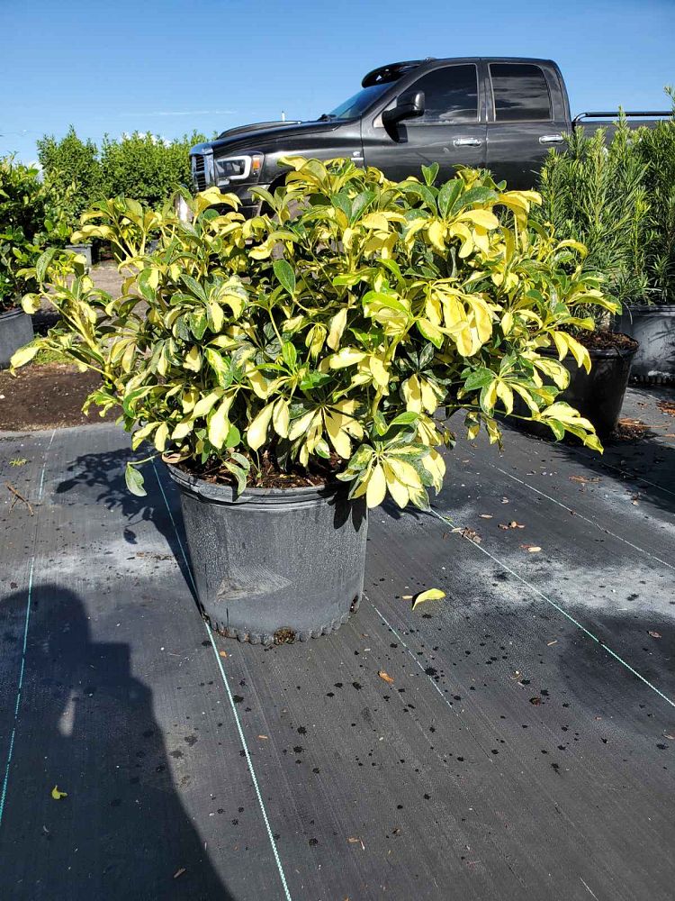 schefflera-arboricola-trinette-umbrella-tree