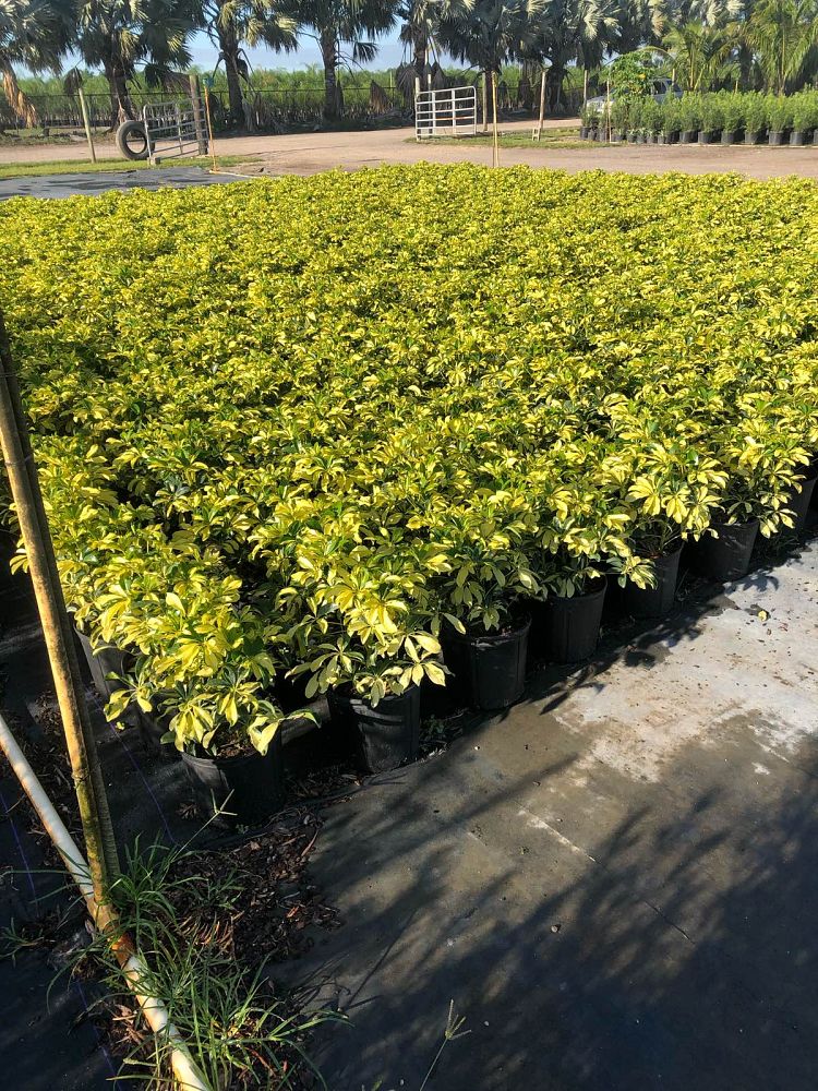 schefflera-arboricola-trinette-umbrella-tree