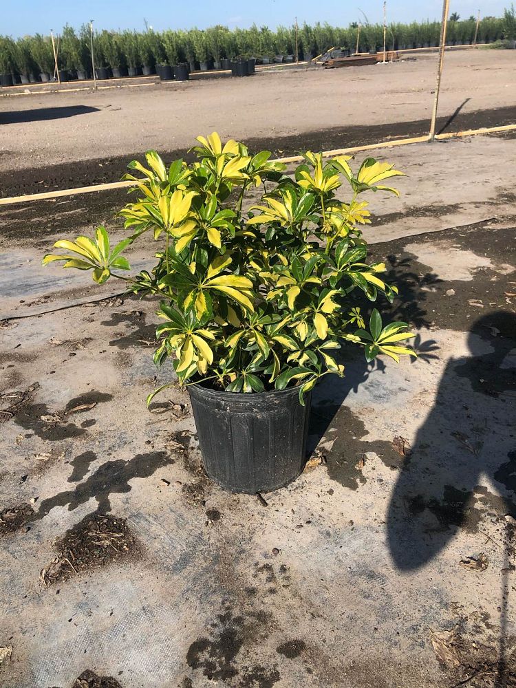 schefflera-arboricola-trinette-umbrella-tree