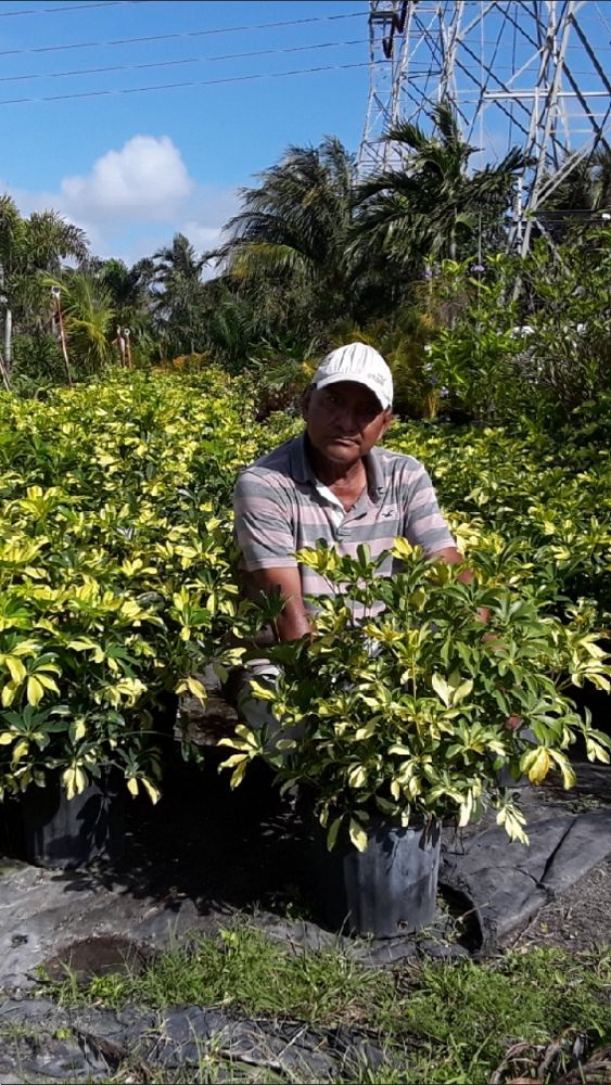 schefflera-arboricola-trinette-umbrella-tree