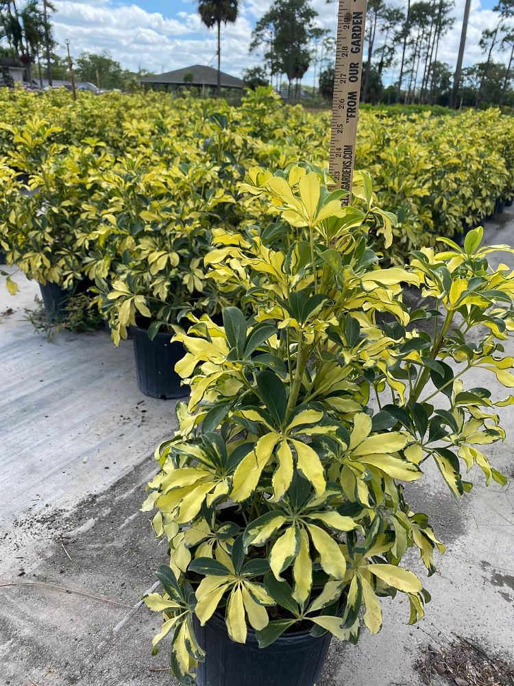 schefflera-arboricola-trinette-umbrella-tree