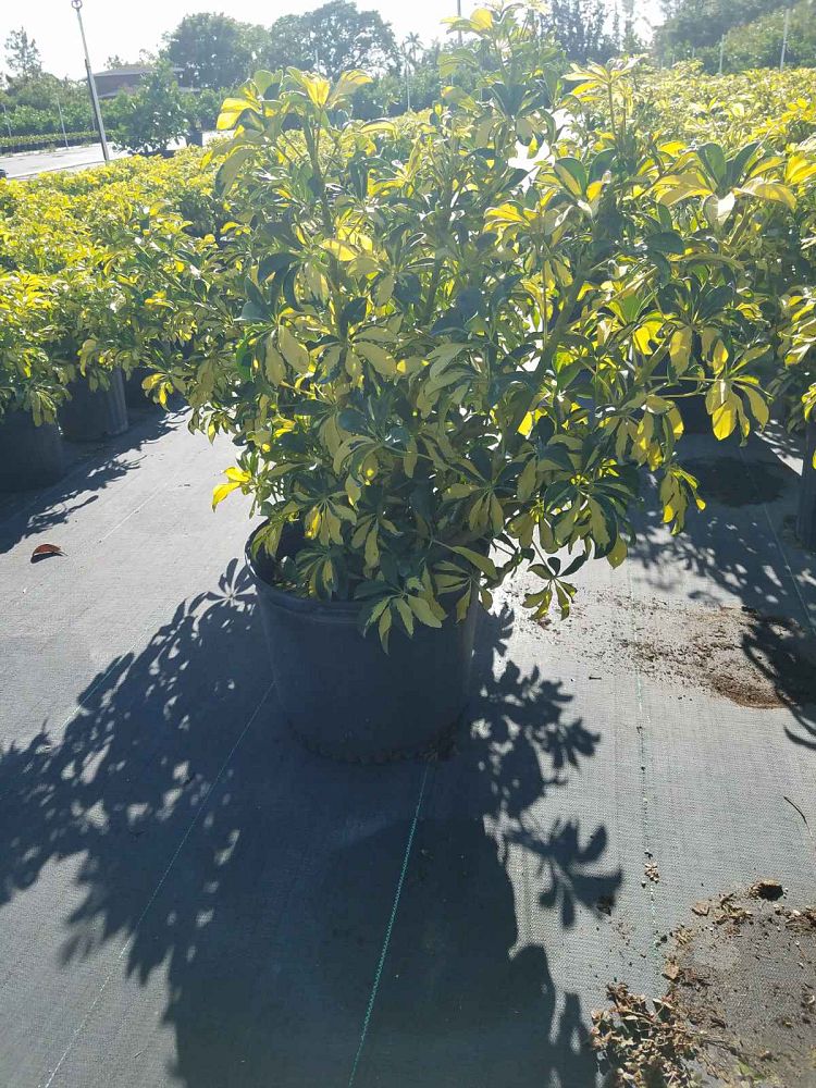 schefflera-arboricola-trinette-umbrella-tree