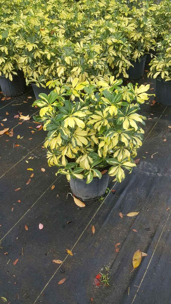 schefflera-arboricola-trinette-umbrella-tree