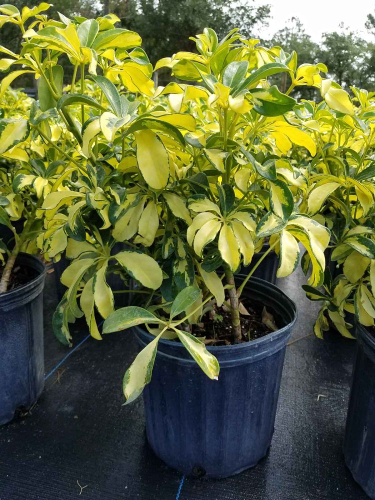 schefflera-arboricola-trinette-umbrella-tree