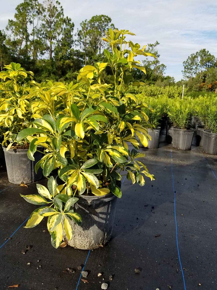 schefflera-arboricola-trinette-umbrella-tree