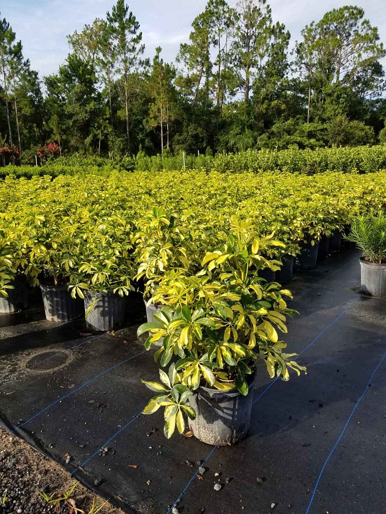 schefflera-arboricola-trinette-umbrella-tree