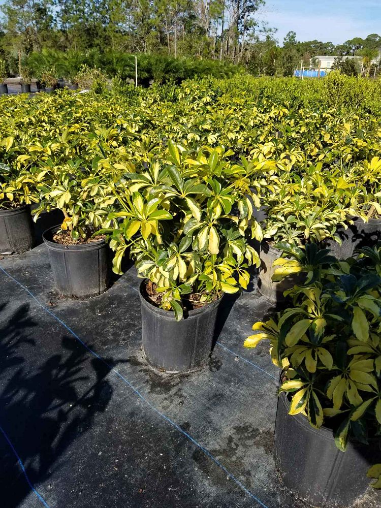 schefflera-arboricola-trinette-umbrella-tree