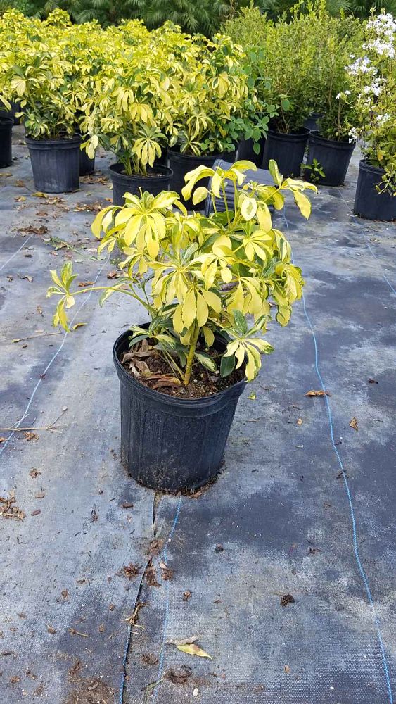schefflera-arboricola-trinette-umbrella-tree