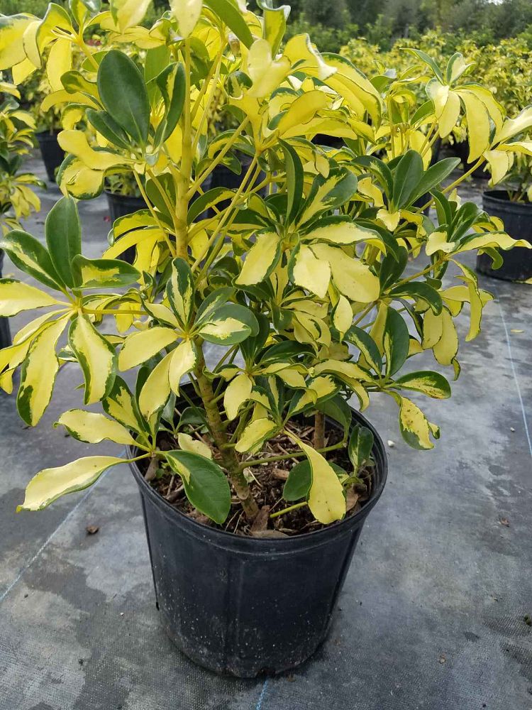 schefflera-arboricola-trinette-umbrella-tree