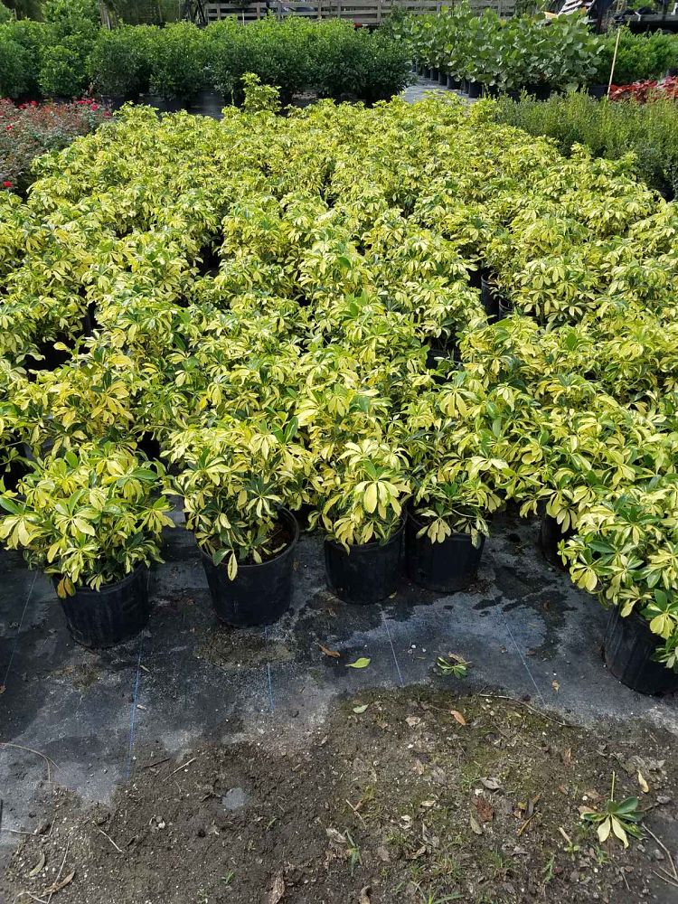 schefflera-arboricola-trinette-umbrella-tree