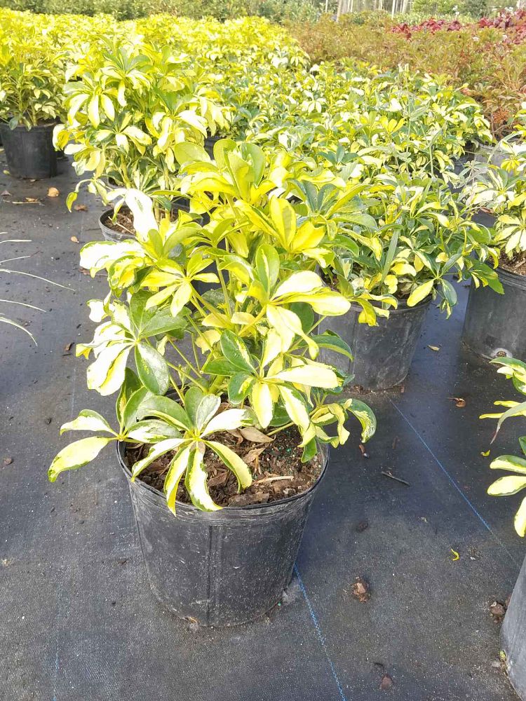 schefflera-arboricola-trinette-umbrella-tree