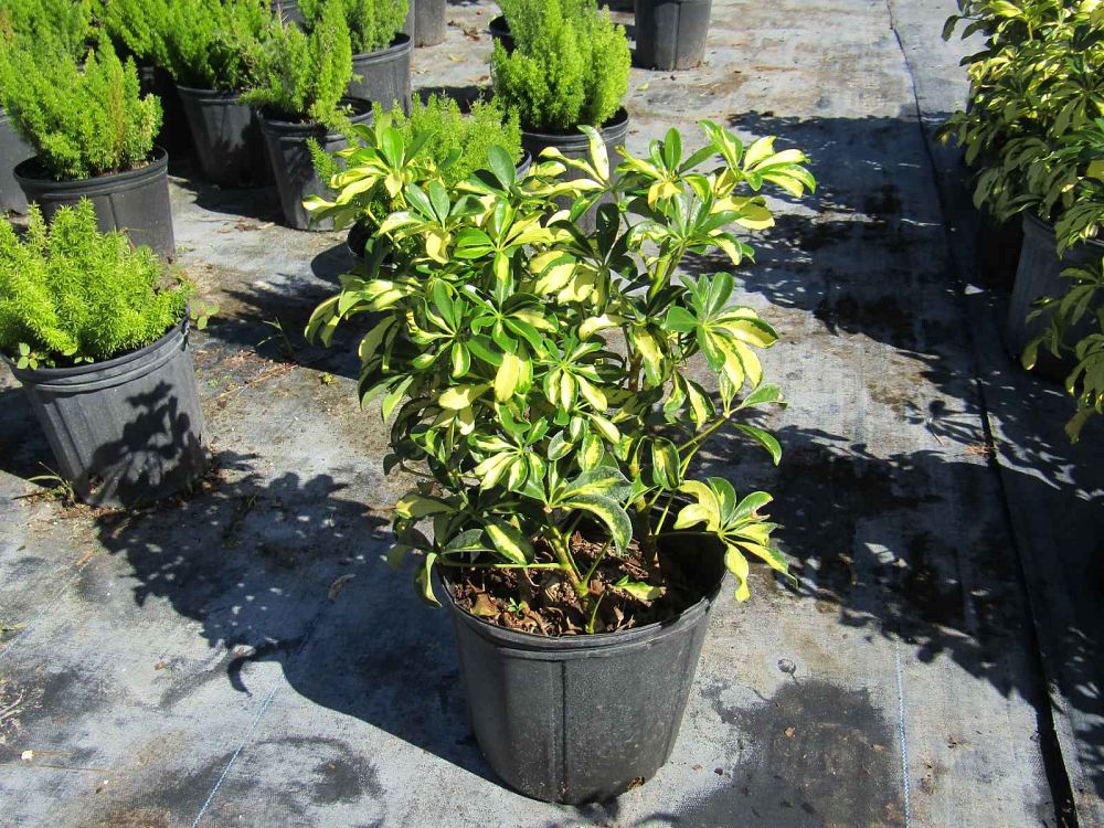 schefflera-arboricola-trinette-umbrella-tree