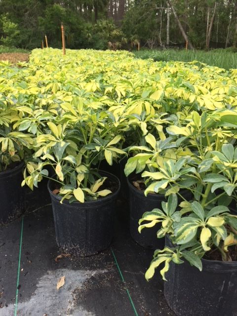 schefflera-arboricola-trinette-umbrella-tree