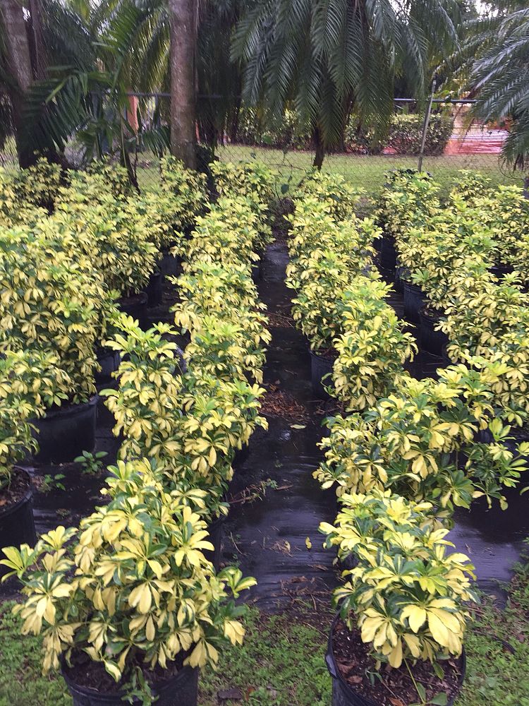 schefflera-arboricola-trinette-umbrella-tree