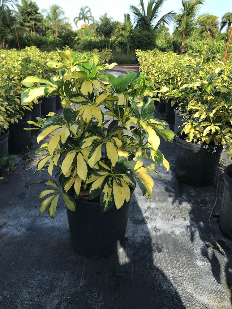 schefflera-arboricola-trinette-umbrella-tree