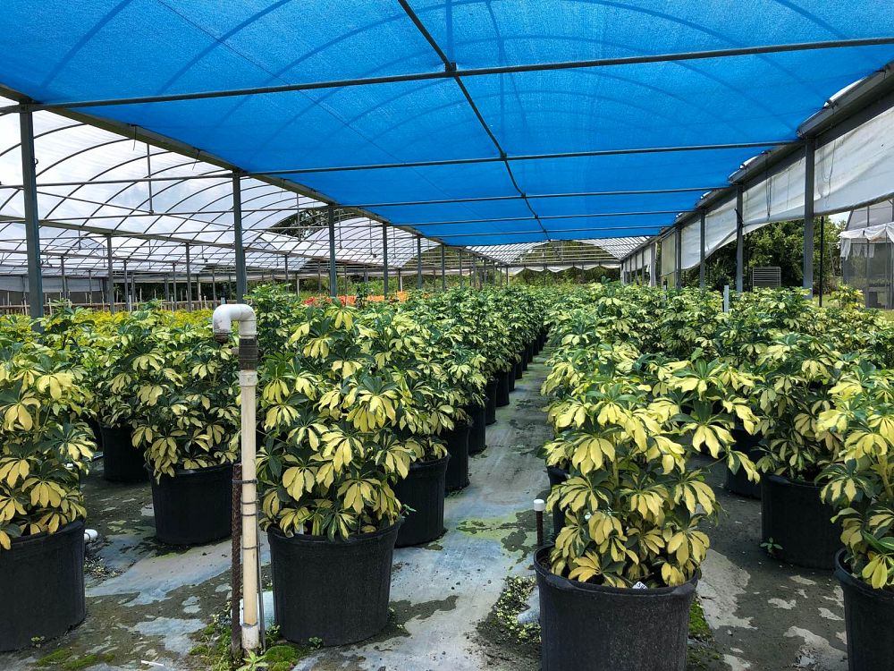 schefflera-arboricola-trinette-umbrella-tree