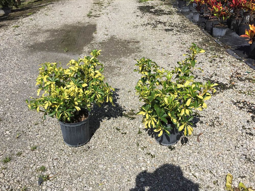 schefflera-arboricola-trinette-umbrella-tree