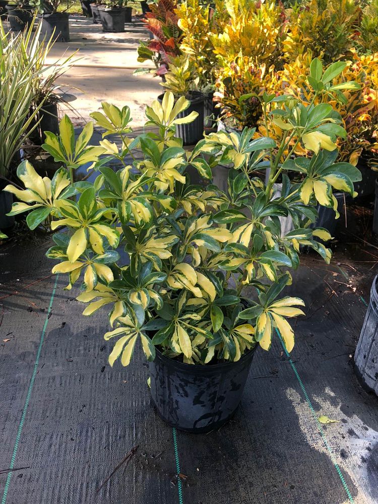 schefflera-arboricola-trinette-umbrella-tree