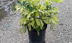 schefflera-arboricola-trinette-umbrella-tree