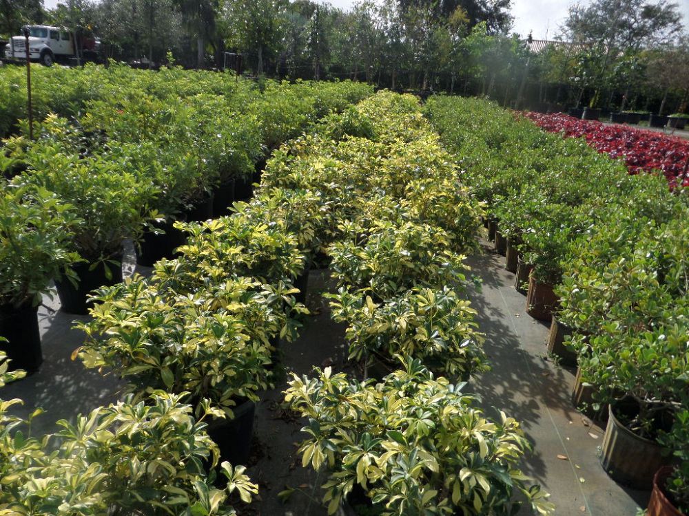 schefflera-arboricola-trinette-umbrella-tree