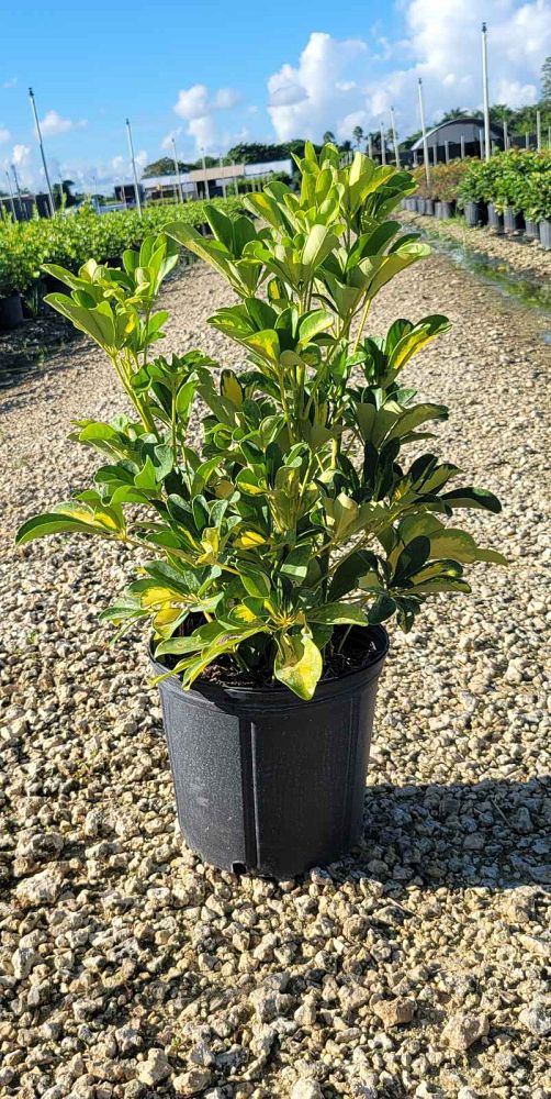 schefflera-arboricola-trinette-umbrella-tree