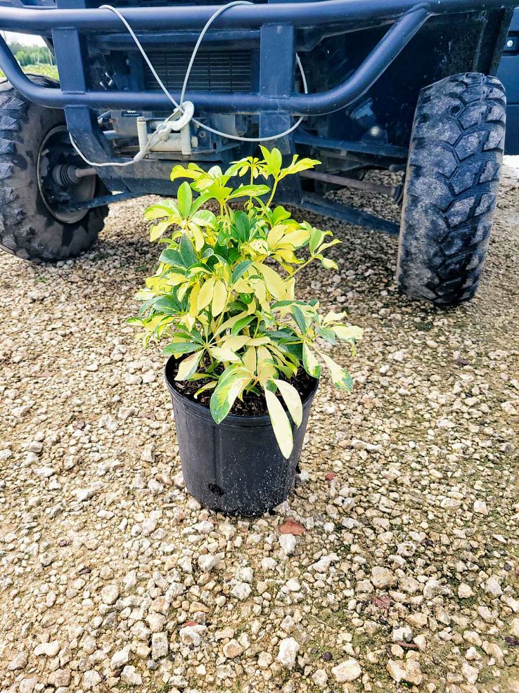 schefflera-arboricola-trinette-umbrella-tree