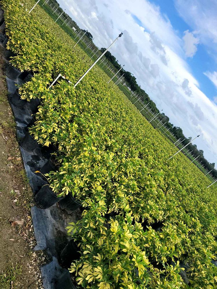 schefflera-arboricola-trinette-umbrella-tree