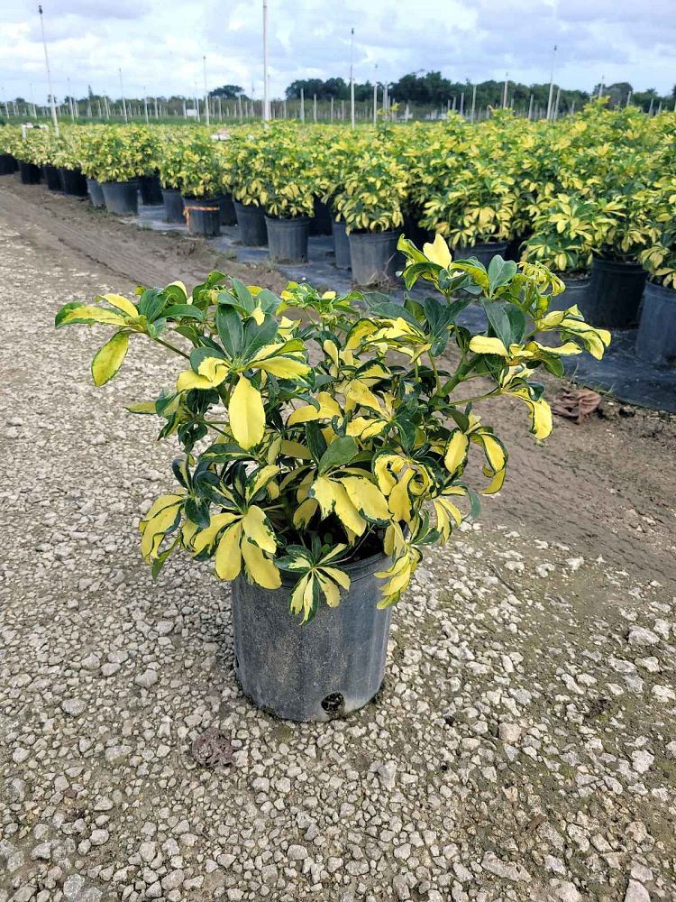 schefflera-arboricola-trinette-umbrella-tree