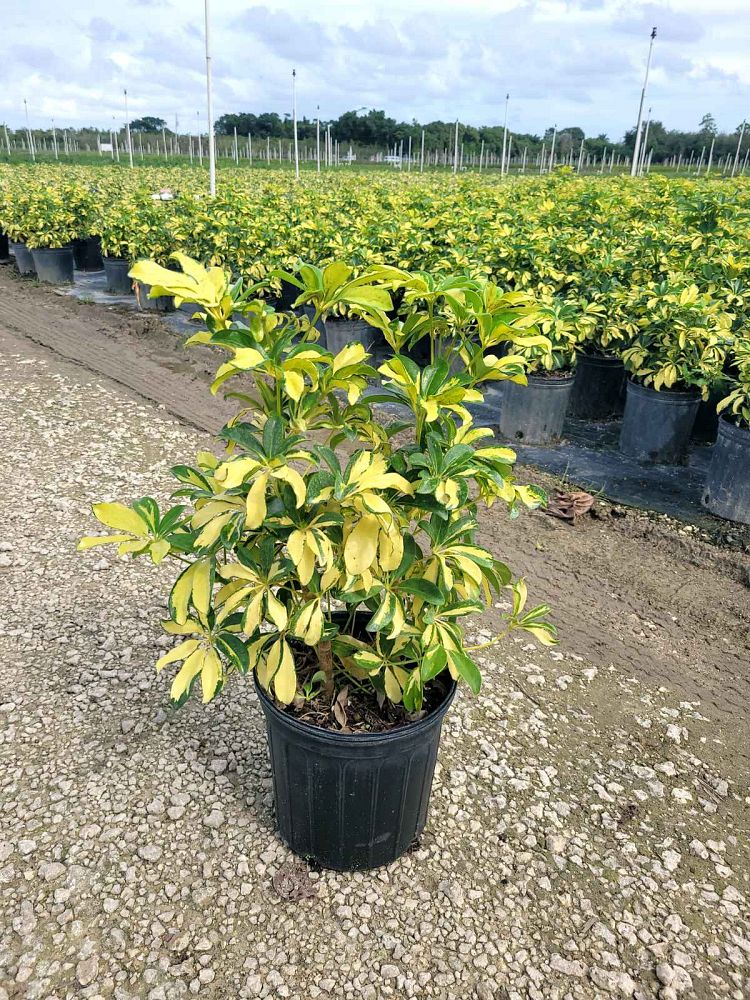 schefflera-arboricola-trinette-umbrella-tree