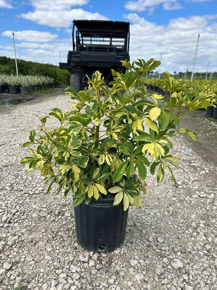 schefflera-arboricola-trinette-umbrella-tree