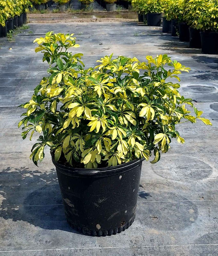 schefflera-arboricola-trinette-umbrella-tree