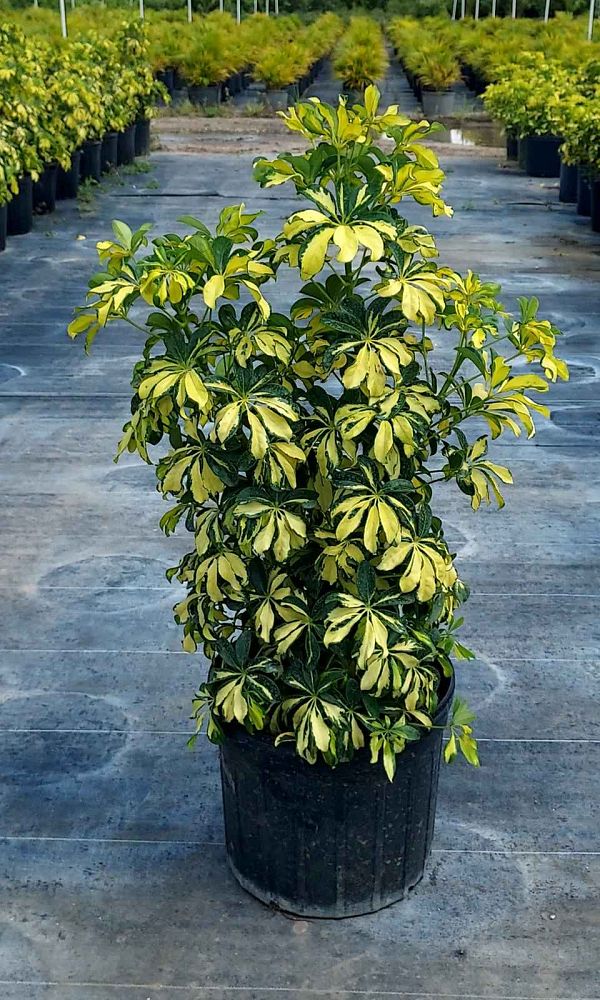schefflera-arboricola-trinette-umbrella-tree