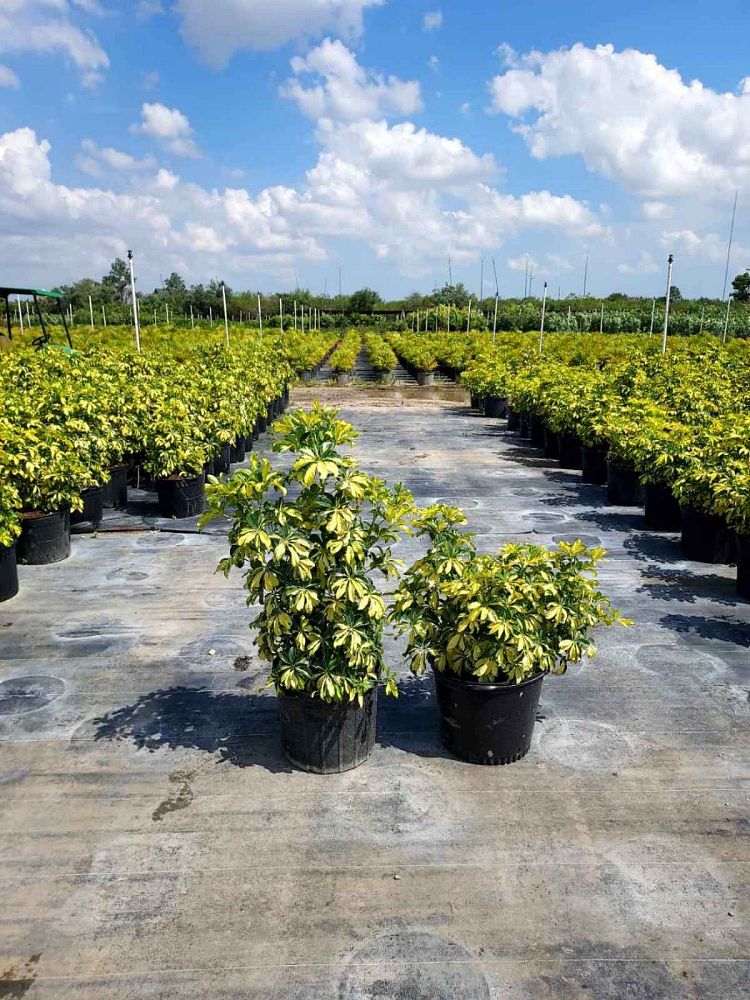 schefflera-arboricola-trinette-umbrella-tree