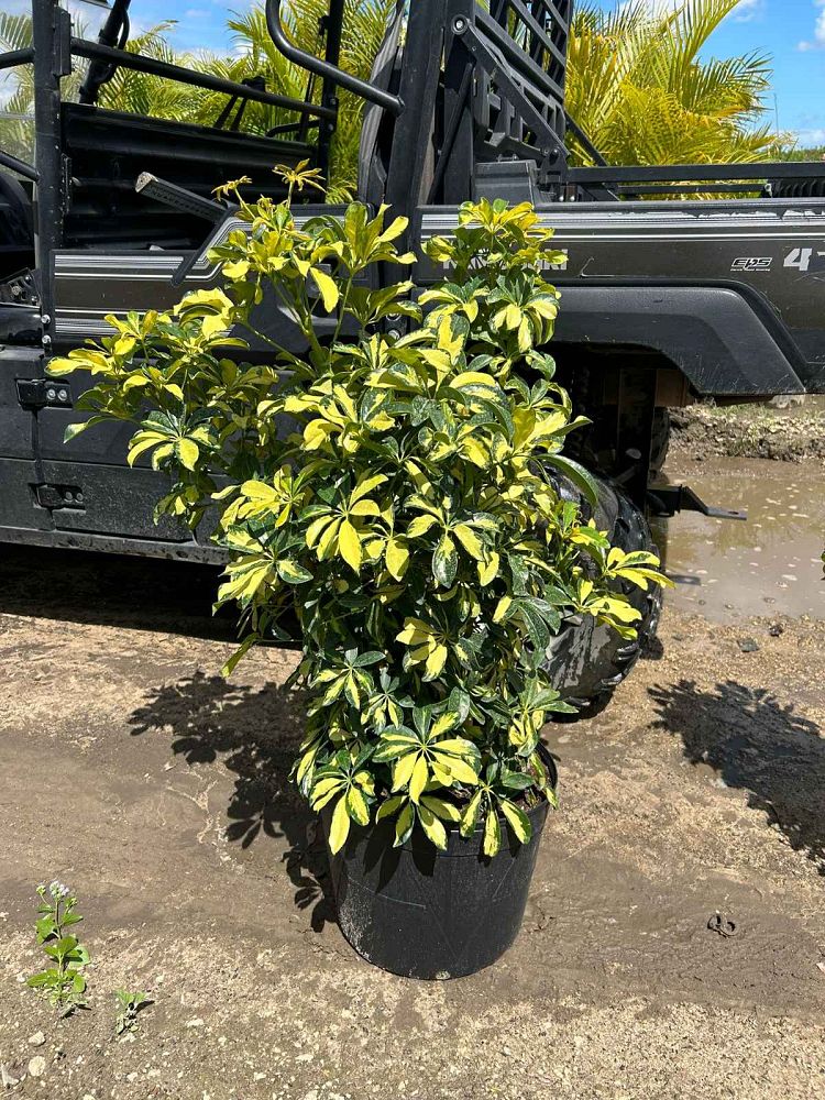 schefflera-arboricola-trinette-umbrella-tree