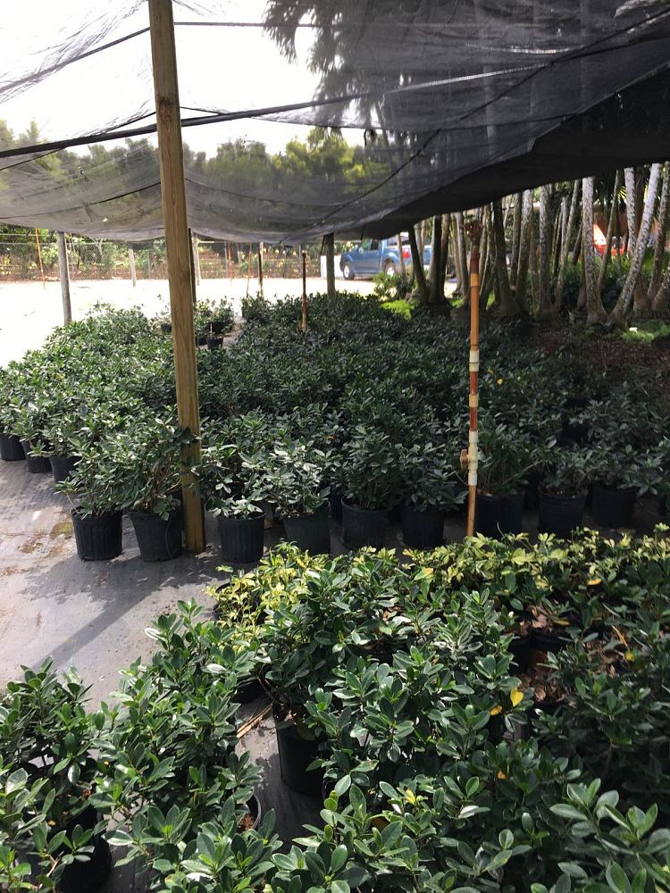 schefflera-arboricola-trinette-umbrella-tree