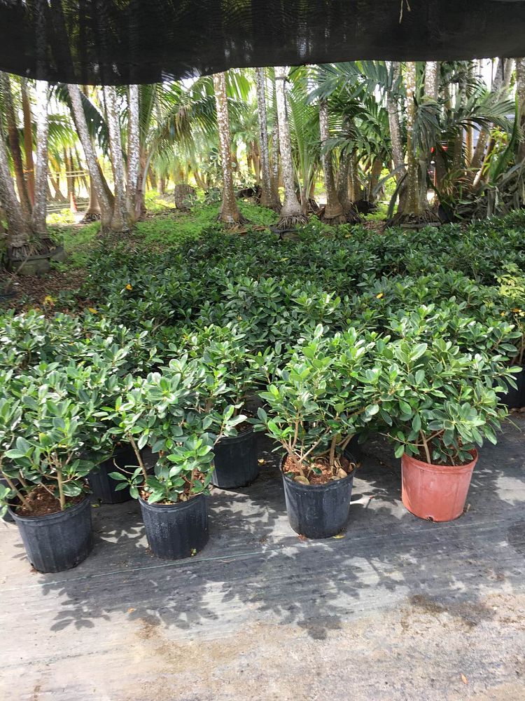 schefflera-arboricola-trinette-umbrella-tree