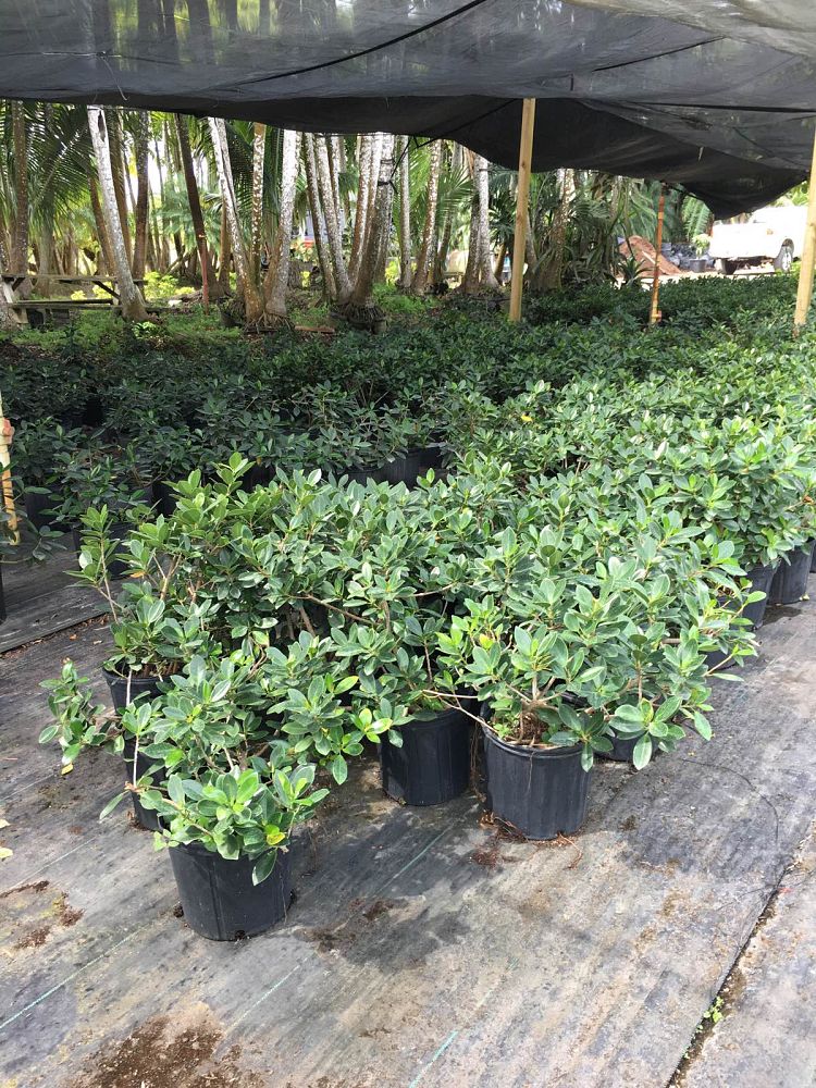 schefflera-arboricola-trinette-umbrella-tree
