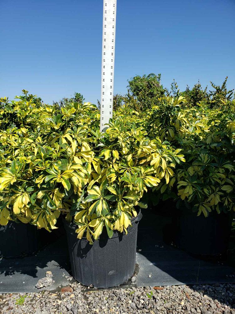 schefflera-arboricola-trinette-umbrella-tree