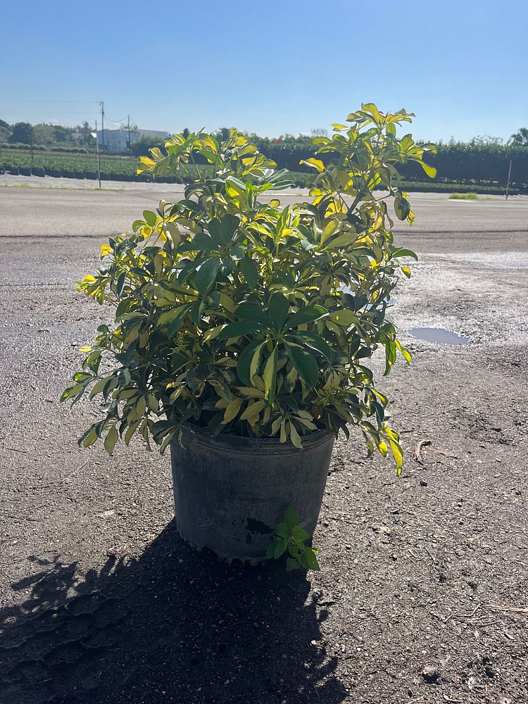 schefflera-arboricola-trinette-umbrella-tree