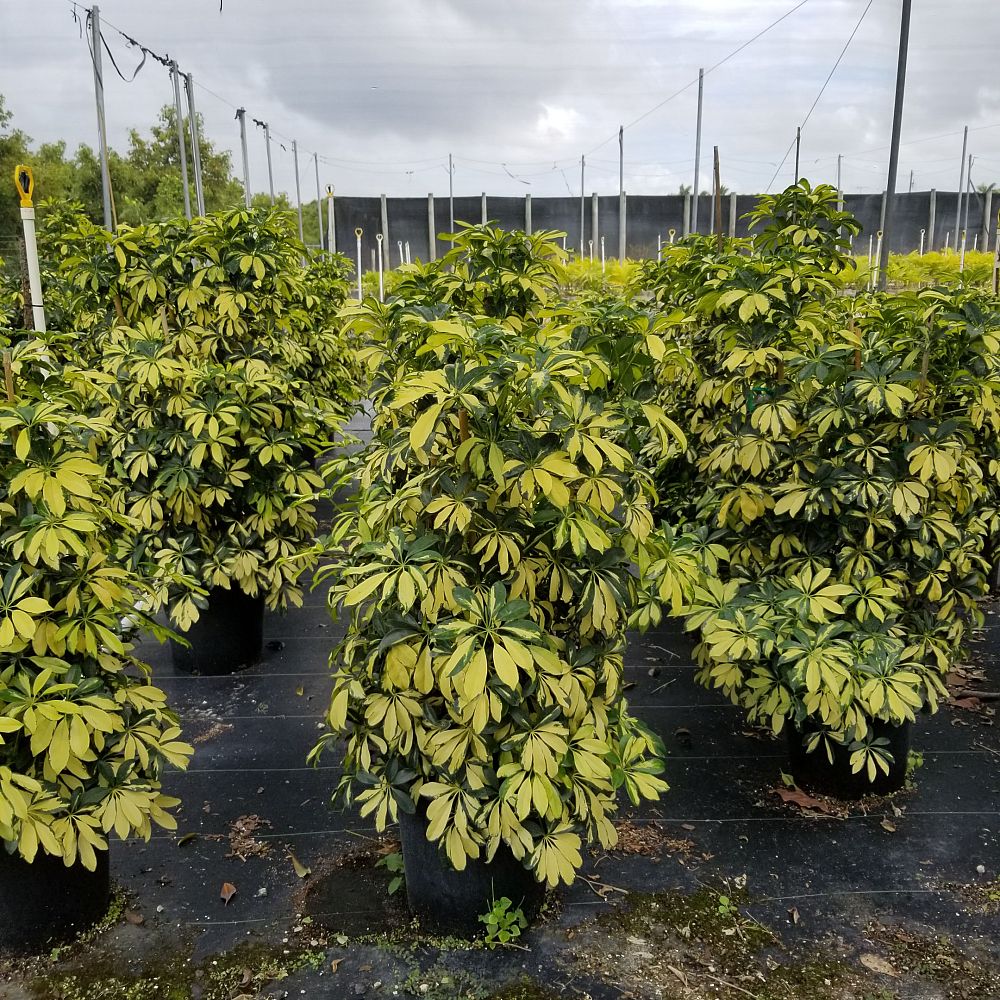 schefflera-arboricola-trinette-umbrella-tree
