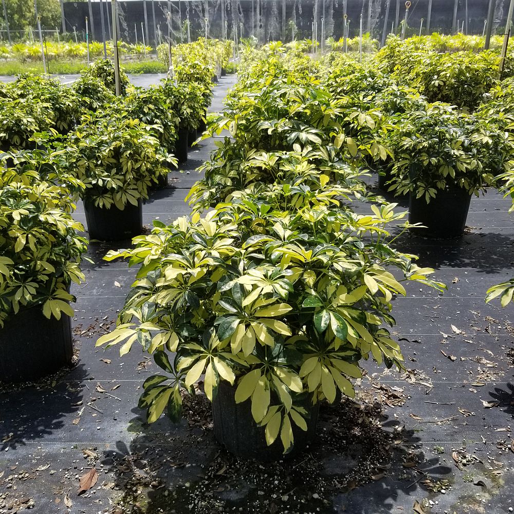 schefflera-arboricola-trinette-umbrella-tree