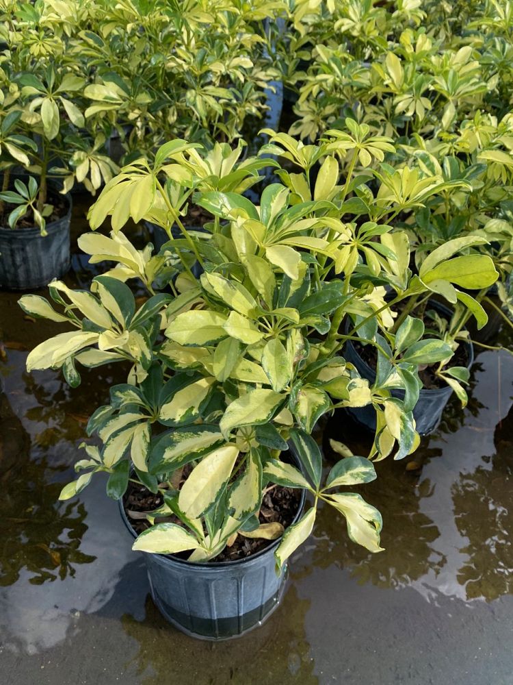 schefflera-arboricola-trinette-umbrella-tree